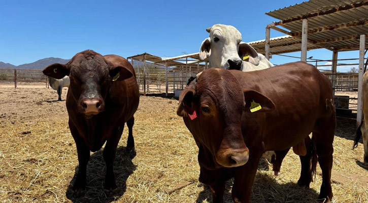Piden a productores de Los Cabos mantener monitoreo permanente para evitar presencia de gusano barrenador