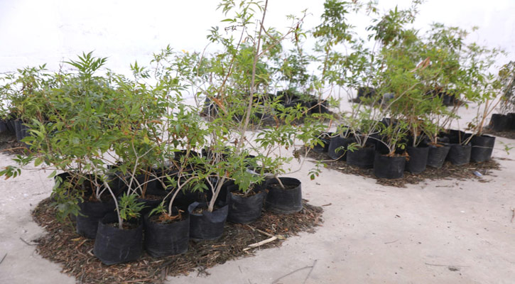 Recibirá vivero de La Paz 25 mil plantas donadas por Proforestal Recibirá vivero de La Paz 25 mil plantas donadas por Proforestal