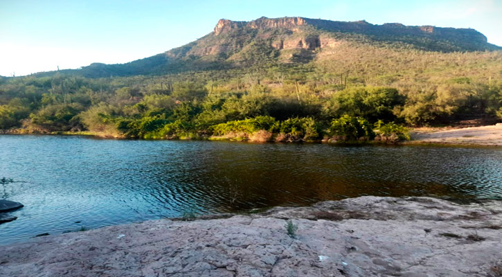 Posee BCS 36 mil hectáreas de cultivos agrícolas