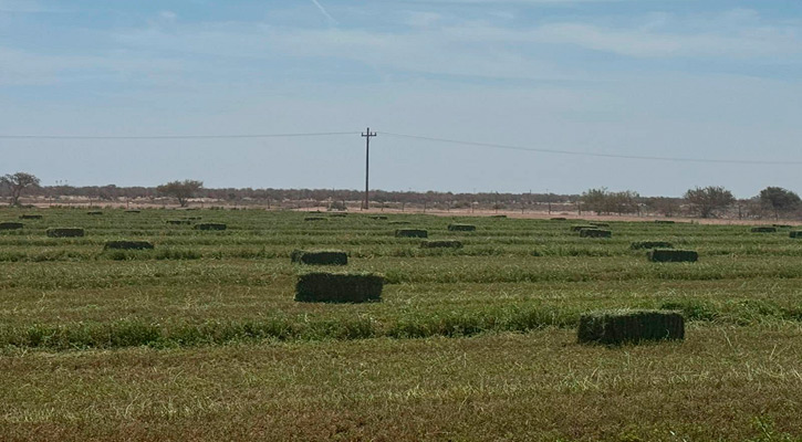 Espera gobierno de BCS producir 30 mil toneladas de alfalfa para distribuir a rancheros
