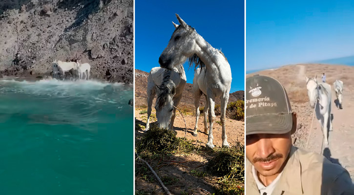 Rescatan a dos de los tres caballos atrapados en un acantilado en Balandra, en La Paz
