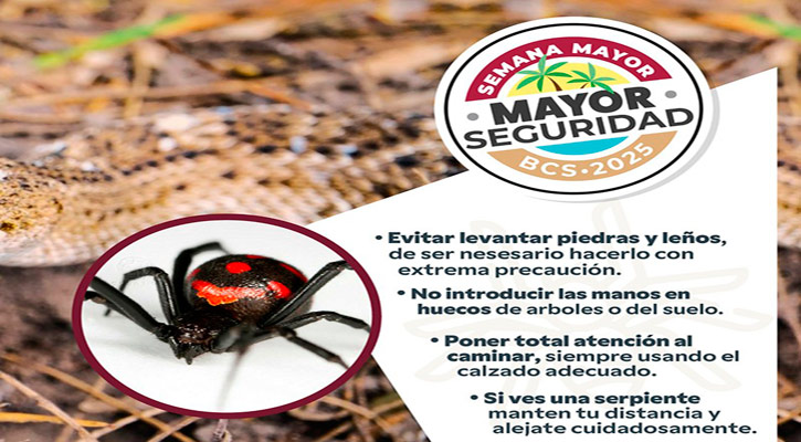 Llaman en BCS a seguir comportamientos preventivos para evitar accidentes con animales ponzoñosos