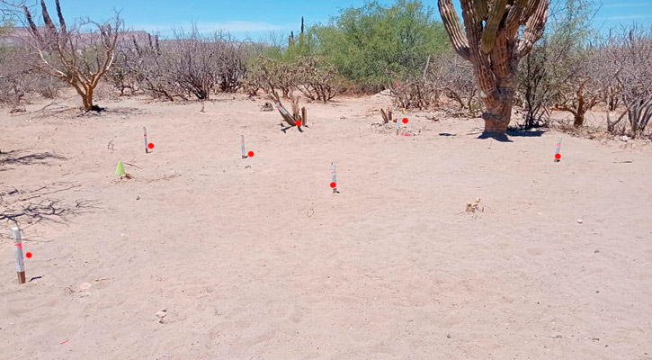 8 osamentas en las recientes 7 fosas localizadas por la carretera a San Juan de la Costa, en La Paz