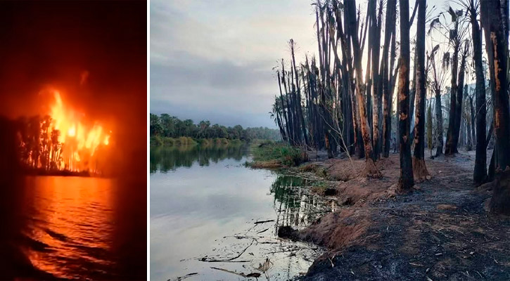 Devastadas 40 hectáreas por incendio en palmar de San Ignacio