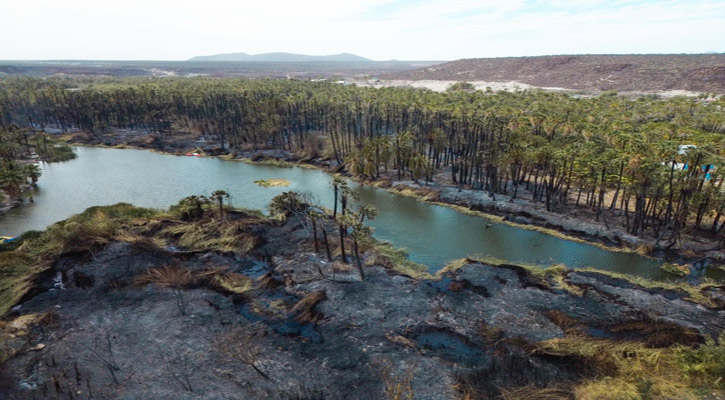 Continúan labores de sofocación del incendio en palmares de San Ignacio