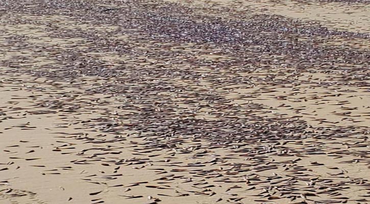 Retiran sardinas varadas en playa El Corsario en CSL