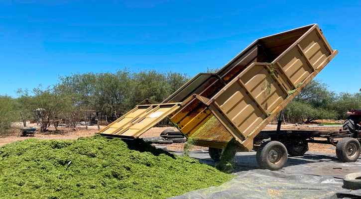 Productores de BCS siembran forraje para el alimento del ganado ante la sequía: Sepada