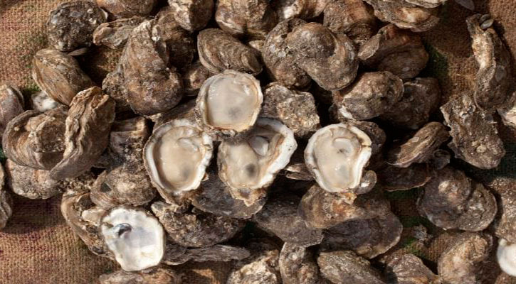 Autoriza Coepris la extracción de moluscos bivalvos en zonas de Mulegé
