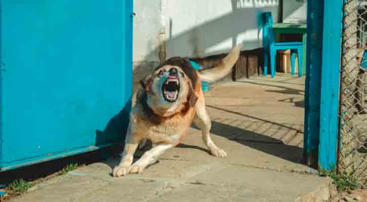 “Ataques de perros a ciudadanos es porque autoridades no actúan”, dice diputado Pérez