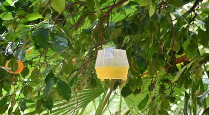 Reconoce Sepada la importancia de la sanidad vegetal en BCS Reconoce Sepada la importancia de la sanidad vegetal en BCS