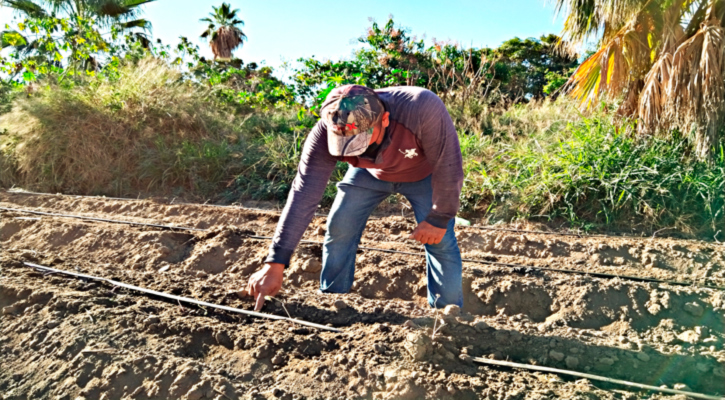 Reconoce gobierno de BCS la labor de los agricultores en su día