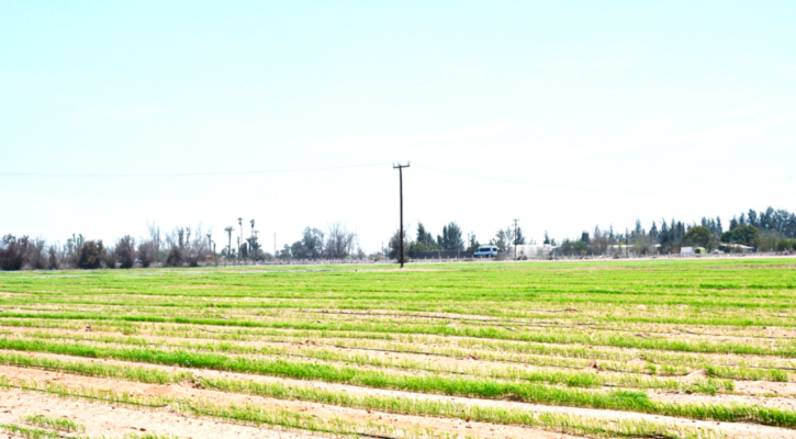 Promueve el gobierno de BCS el cuidado del agua en la agricultura