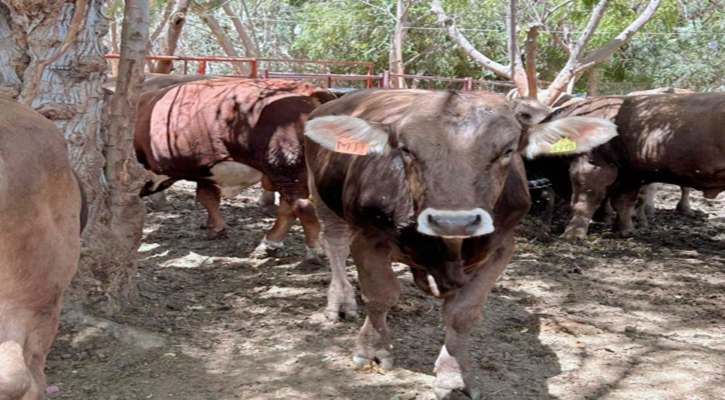 Concluyó con éxito programa de barrido contra tuberculosis bovina en Los Cabos