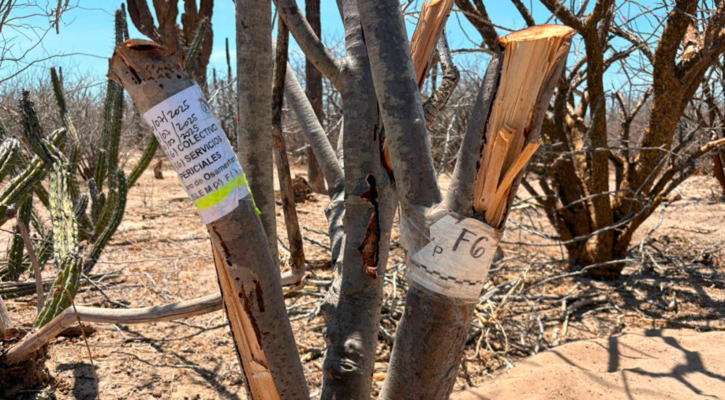 Había 8 osamentas en las 4 fosas clandestinas localizadas recientemente en La Paz