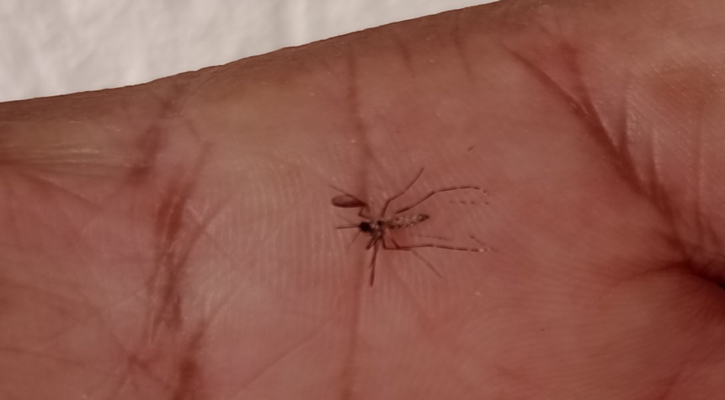 Se espera repunte de dengue en BCS en esta temporada de lluvias y calor