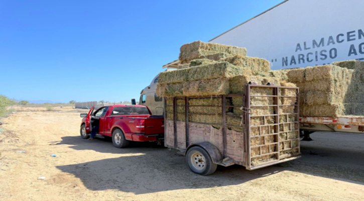 Respalda Ayuntamiento de Los Cabos a productores rurales con subsidio de flete en forraje