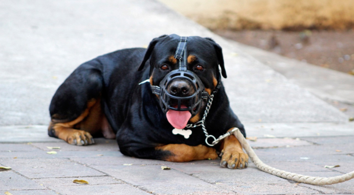 Buscan hacer obligatorio el registro de mascotas en La Paz