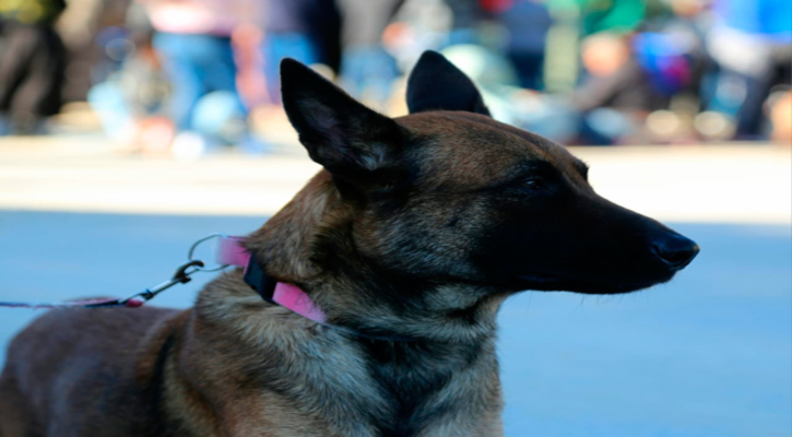 Realizarán hoy en SJC jornada de adopción y vacunación antirrábica para perros y gatos