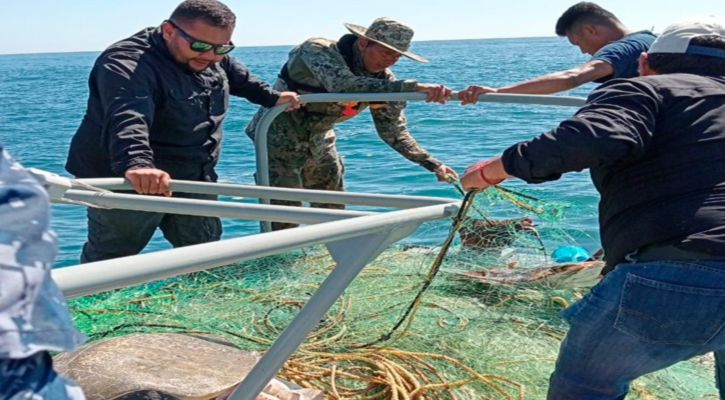 Retiran autoridades redes infractoras durante el período de veda de tiburón y mantarraya en Todos Santos y Cerritos
