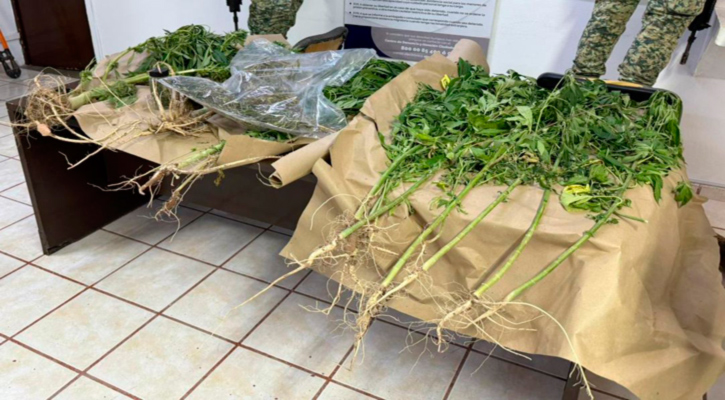 En cateo aseguran inmueble y plantas de marihuana en Ciudad Constitución