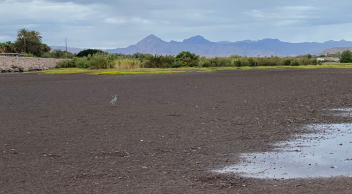 Es Loreto un santuario natural para la observación de aves