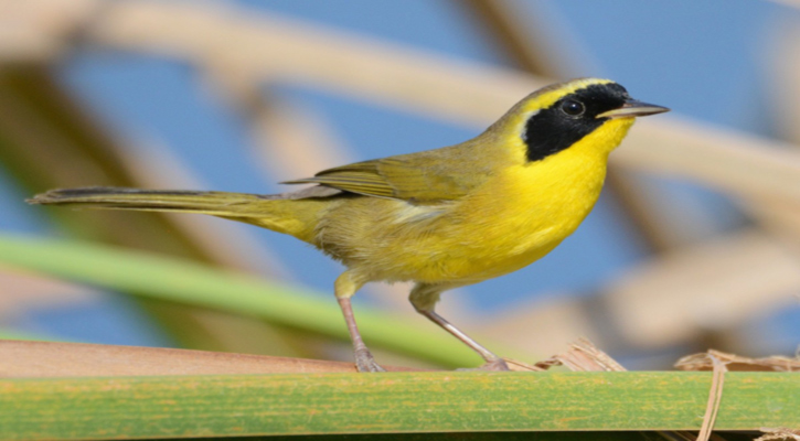 Los Cabos será sede del Primer Festival Internacional de Aves 2025; recibirá el galardón internacional “Ciudad de las Aves”