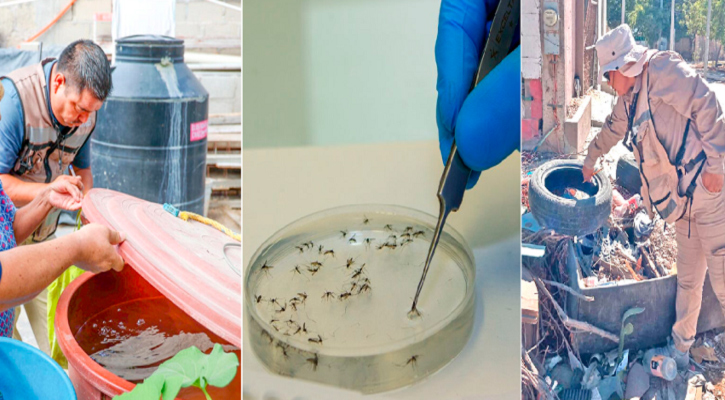 Aplicarán 27 mdp en método Wolbachia para combatir el dengue en Los Cabos