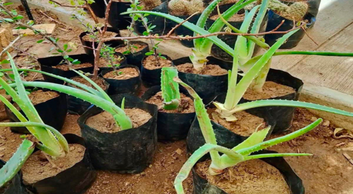 Con jornadas de reforestación, refuerza Ayuntamiento de Los Cabos acciones en favor del medio ambiente