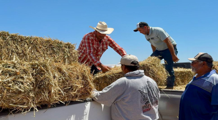 Entregó gobierno de BCS sorgo forrajero a comunidades rurales de Comondú