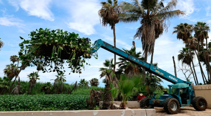 Retiran del Estero de San José del Cabo 32 toneladas de lirio acuático y lechuguilla