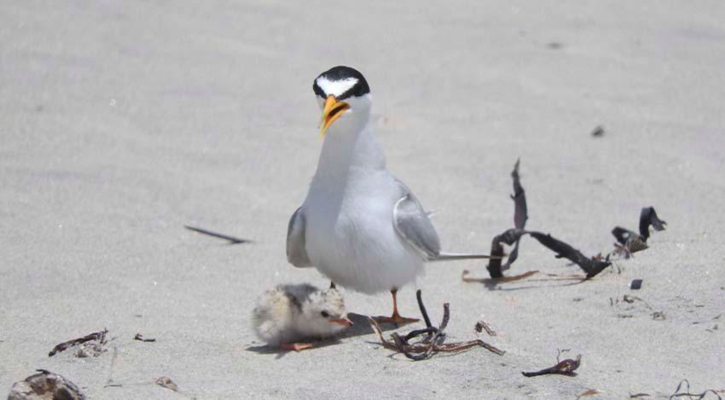 Reportan positiva temporada de anidación del gallito marino en Estero de San José del Cabo