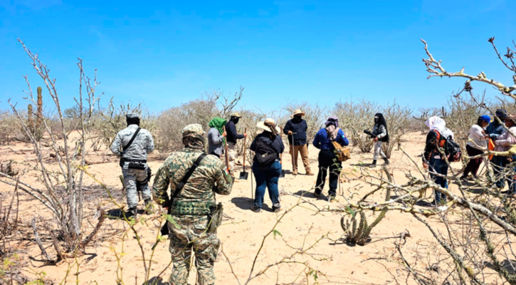 Llevan a cabo jornadas de búsqueda generalizada en La Paz y Comondú