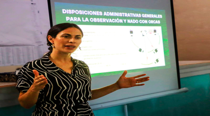 Anuncian la entrada en vigor del primer Plan de Manejo para observación y nado con orcas en El Sargento, La Ventana y Agua Amarga
