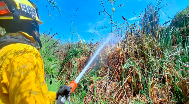 Tras 5 horas de labores, Bomberos de SJC sofocan incendio forestal en Buenavista