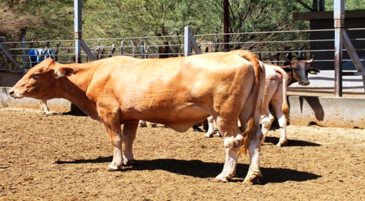 Fortalecen acciones del plan estratégico en materia de Tuberculosis Bovina en BCS