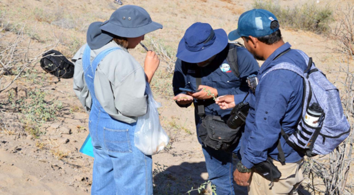 Trabajan académicos de la UABCS en proyecto de conservación de flora y patrimonio biocultural en comunidades rurales