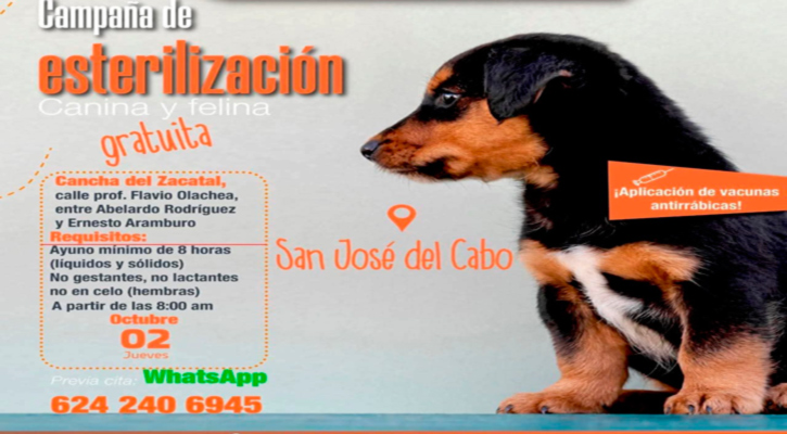 Realizarán campaña gratuita de esterilización y vacunación antirrábica en El Zacatal, en SJC