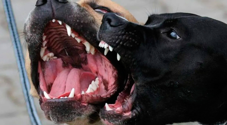 Propondrá diputado Pérez que se prohíba venta y tenencia de perros de razas agresivas en BCS