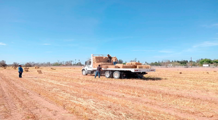 Apoya Sepada a productores de Comondú mediante el Plan Estratégico de Atención a la Sequía