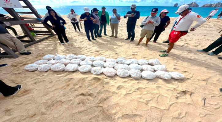 Autoridades protegen 4,264 huevos de tortuga golfina en las playas de CSL Autoridades protegen 4,264 huevos de tortuga golfina en las playas de CSL