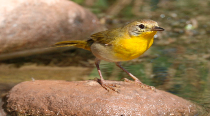 Realizarán este próximo domingo el 1er Festival de la Mascarita Peninsular en La Ribera Realizarán este próximo domingo el 1er Festival de la Mascarita Peninsular en La Ribera