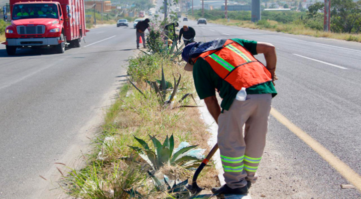 Realizan cuadrillas del Empleo Temporal limpieza en el camellón central de la carretera a Todos Santos y bulevar Constituyentes