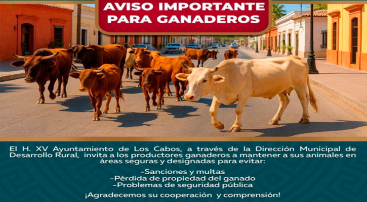 Llama Ayuntamiento de Los Cabos a productores a regular presencia de ganado en zona urbana