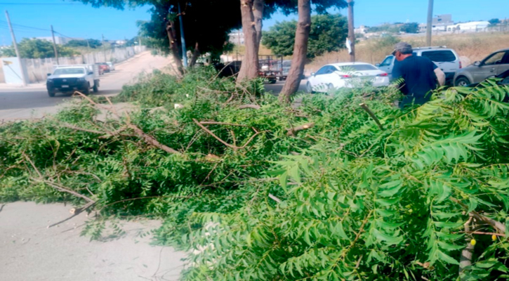 Refuerzan mantenimiento en colonias y espacios públicos en CSL