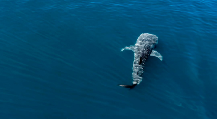 Invitan a disfrutar y respetar la temporada de nado con tiburón ballena; hay identificados 7 en la bahía de La Paz