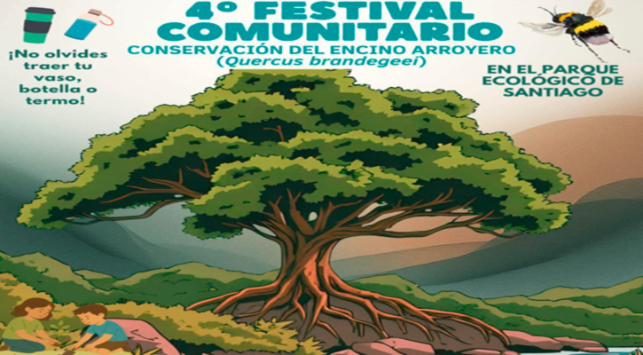 Invitan a participar en la cuarta edición del festival comunitario “Conservación del Encino Arroyero” en Santiago