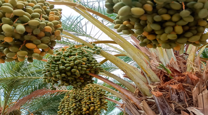 Destaca Sepada producción de más de 600 toneladas de dátil en Mulegé