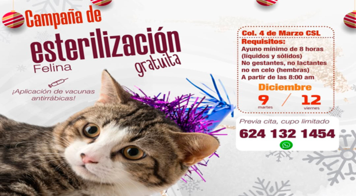 Realizarán campaña gratuita de esterilización felina en CSL Realizarán campaña gratuita de esterilización felina en CSL