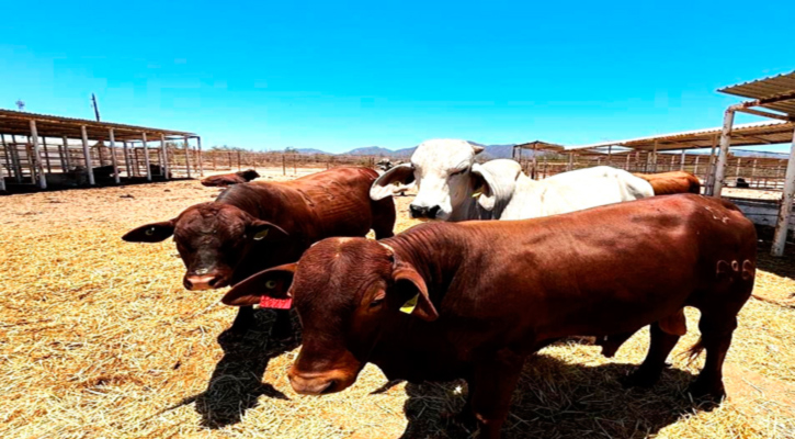 Presentó Sepada balance de acciones en apoyo al sector primario de BCS