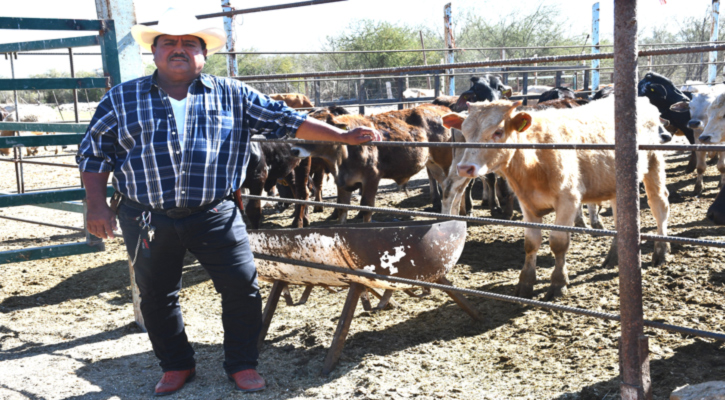 Fortalece Sepada protección a ganaderos de BCS con reformas a la Ley Ganadera